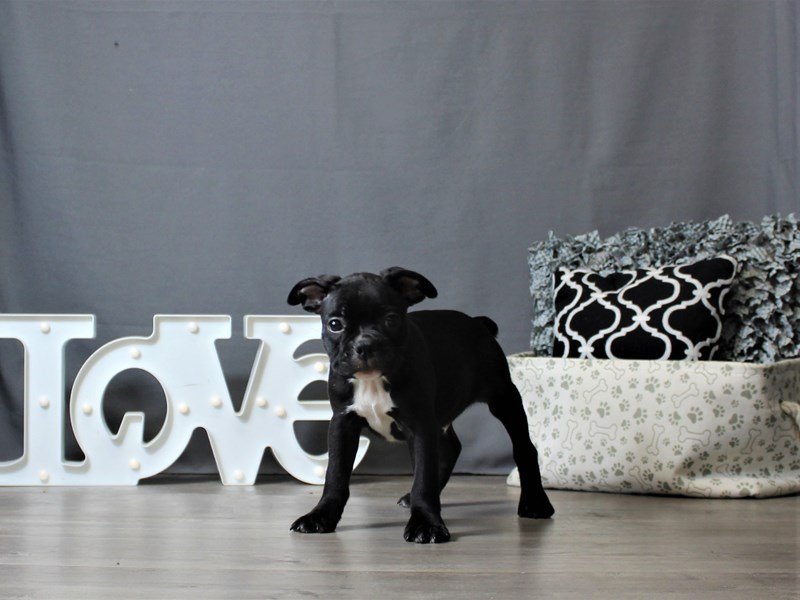 French Bulldog/Boston Terrier