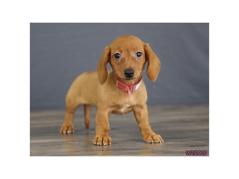 Dachshund