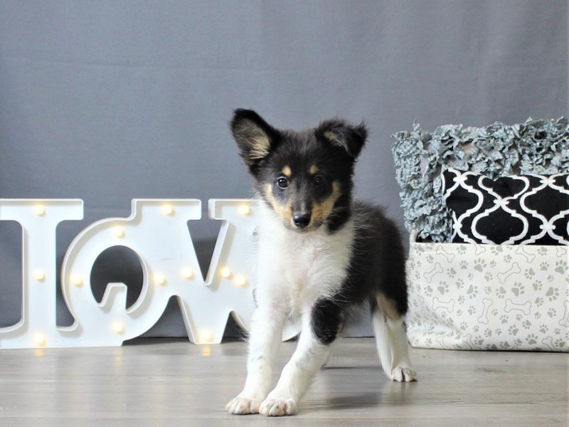 Shetland Sheepdog