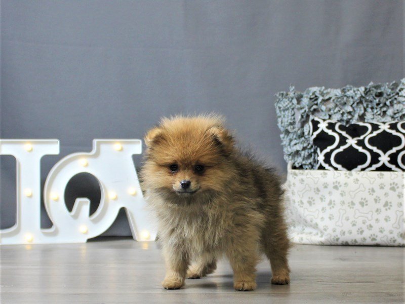 Pomeranian