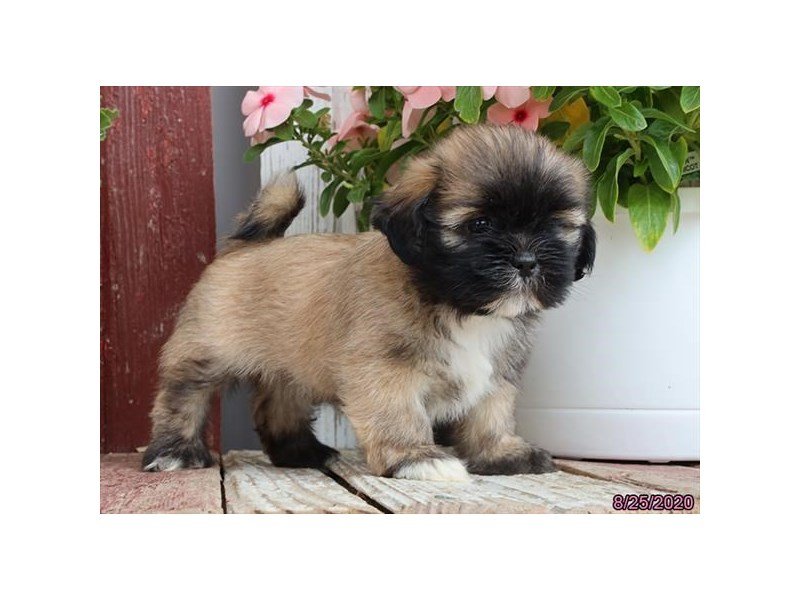 Lhasa ApsoDOGFemaleBrown2846777Petland Carriage Place