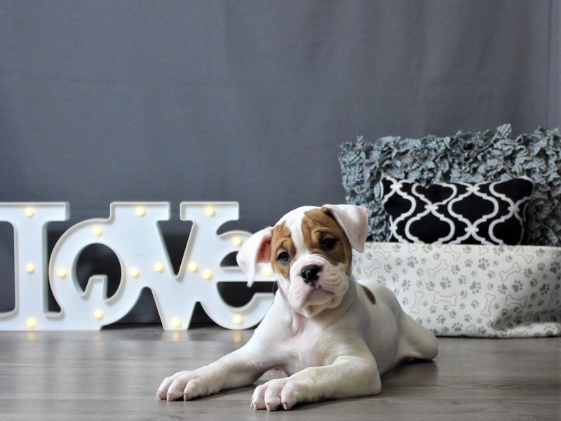 Olde Bulldog