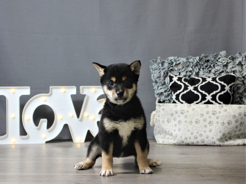 Shiba Inu
