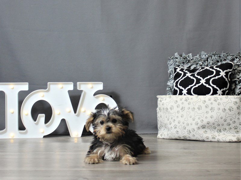 Yorkshire Terrier