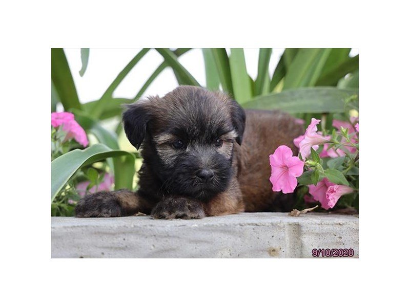Soft Coated Wheaten Terrier