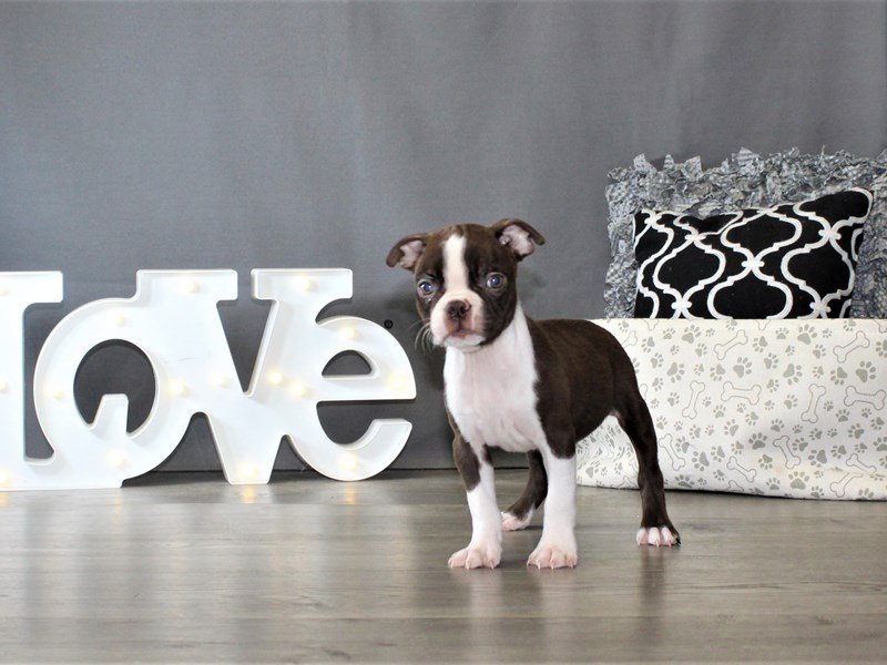 Boston Terrier