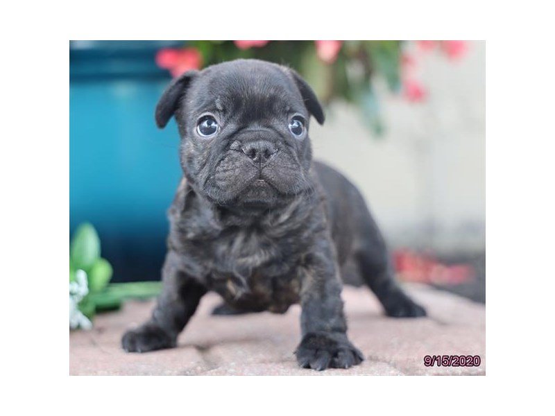 French Bulldog