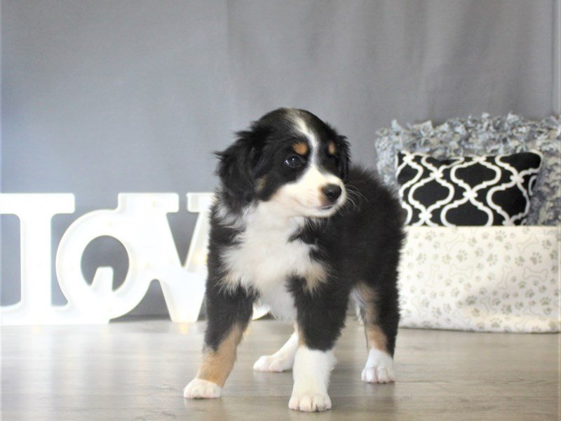 Miniature Australian Shepherd