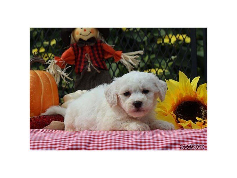 Bichon Frise