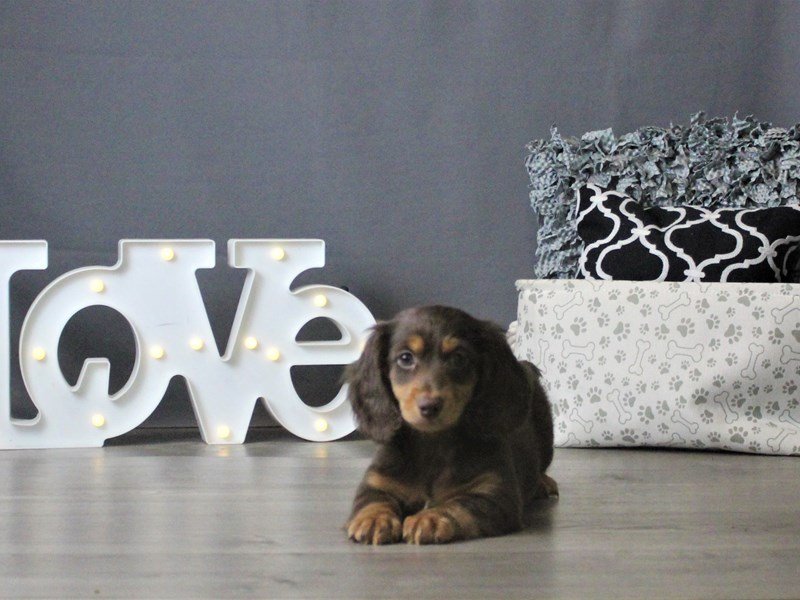 Dachshund