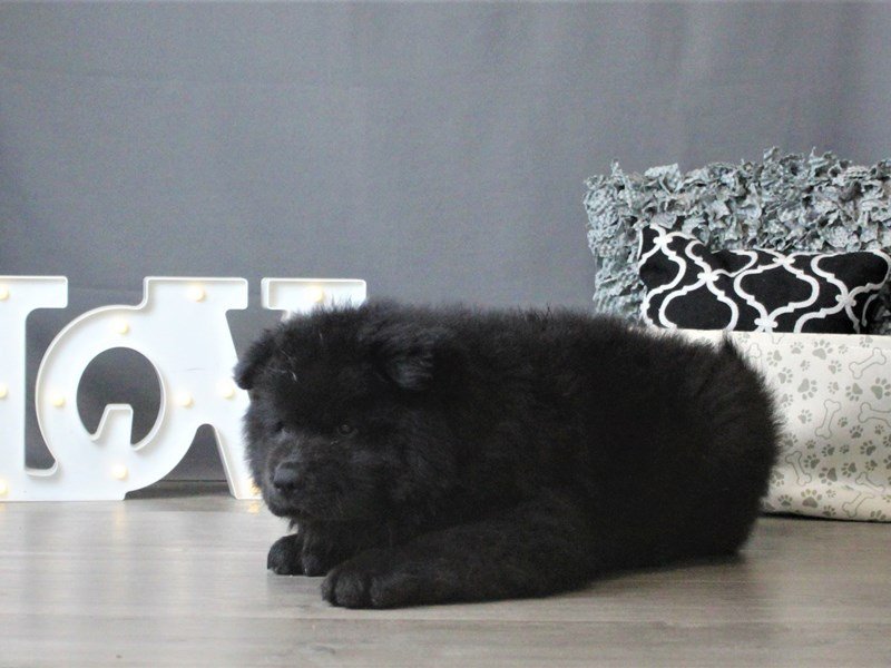 Chow Chow