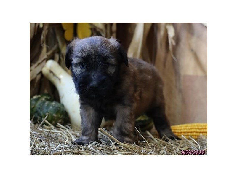 Soft Coated Wheaten Terrier