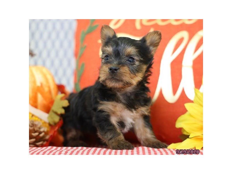 Silky Terrier