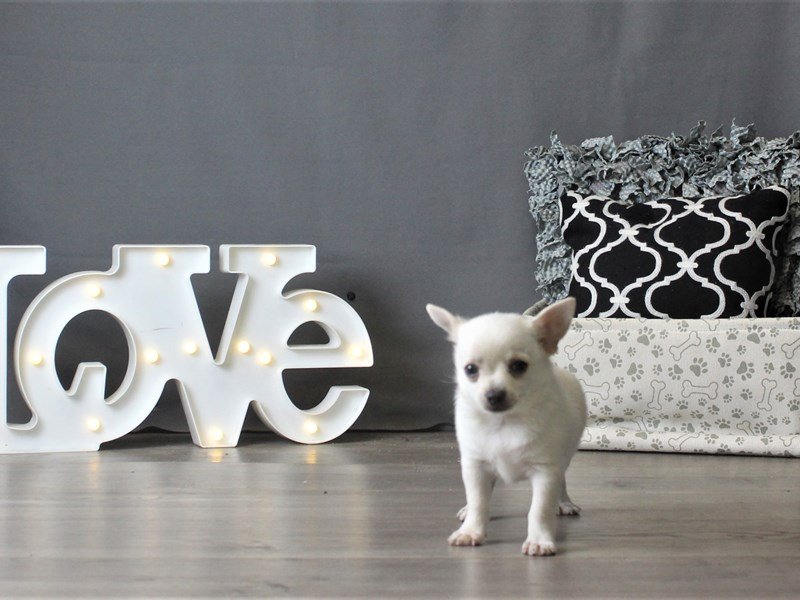 Chihuahua