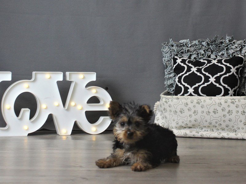 Yorkshire Terrier