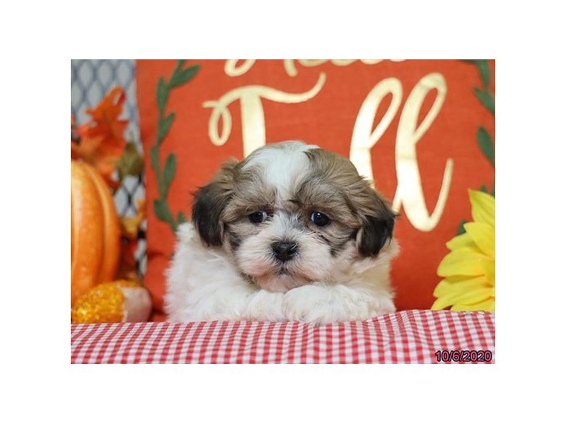 Shih Tzu/Bichon