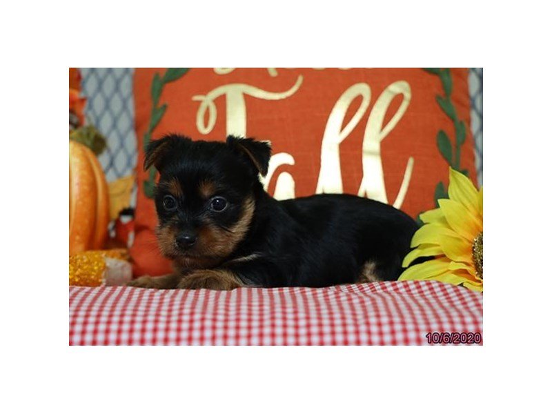 Silky Terrier