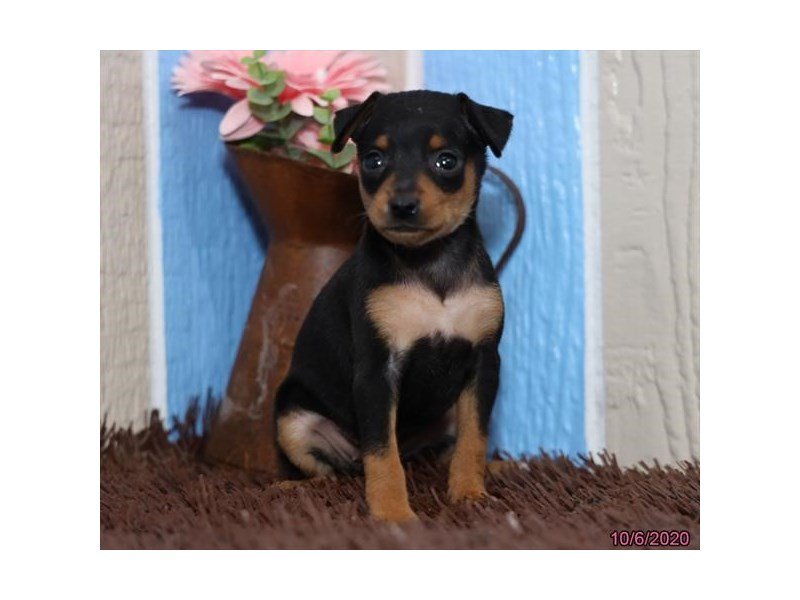 Miniature Pinscher