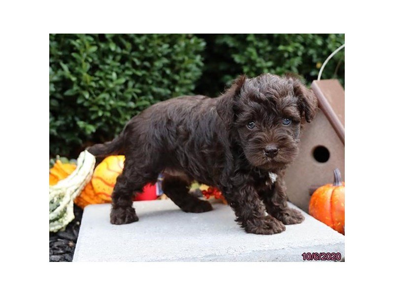 Schnoodle