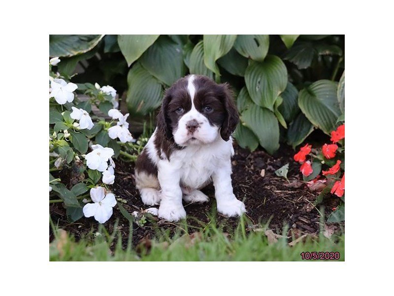 Cocker Spaniel