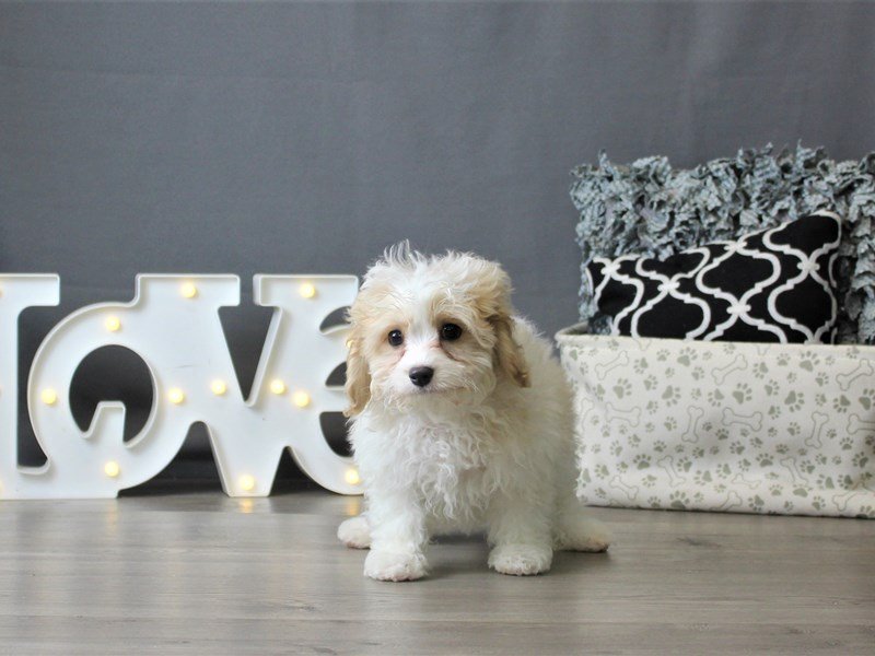 Cavachon