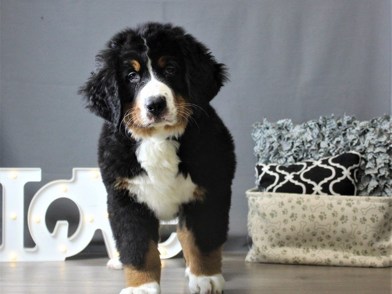 Bernese Mountain Dog