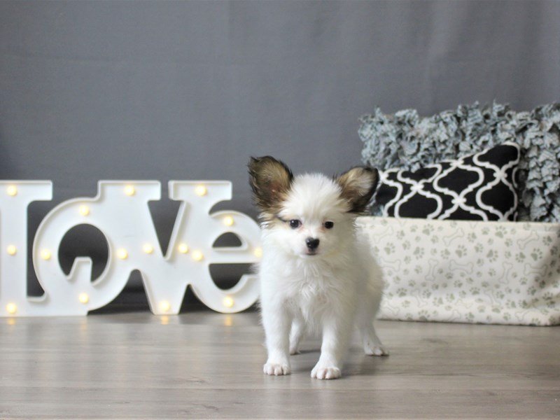 Papillon