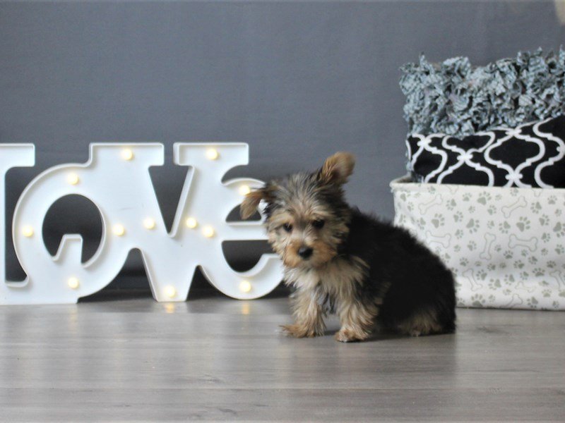 Yorkshire Terrier