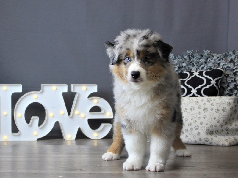 Australian Shepherd