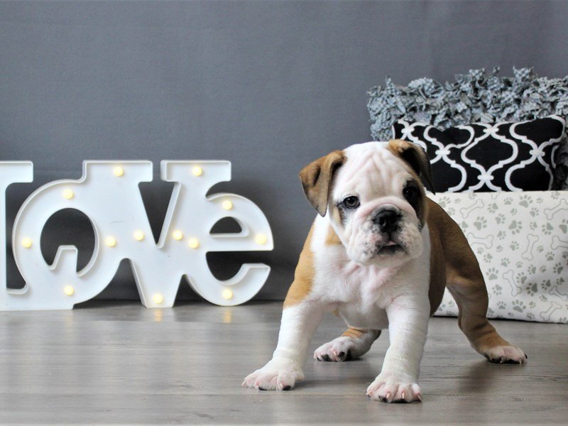 English Bulldog