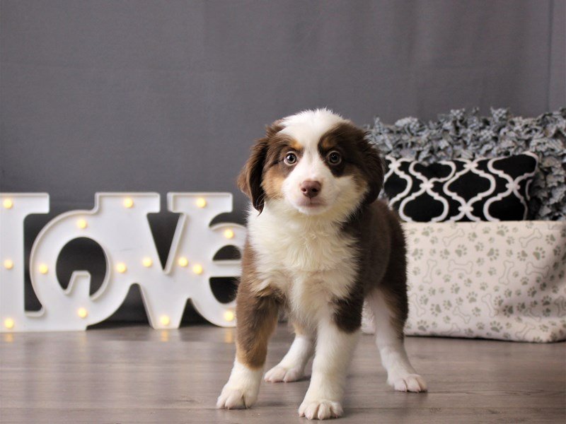 Miniature Australian Shepherd