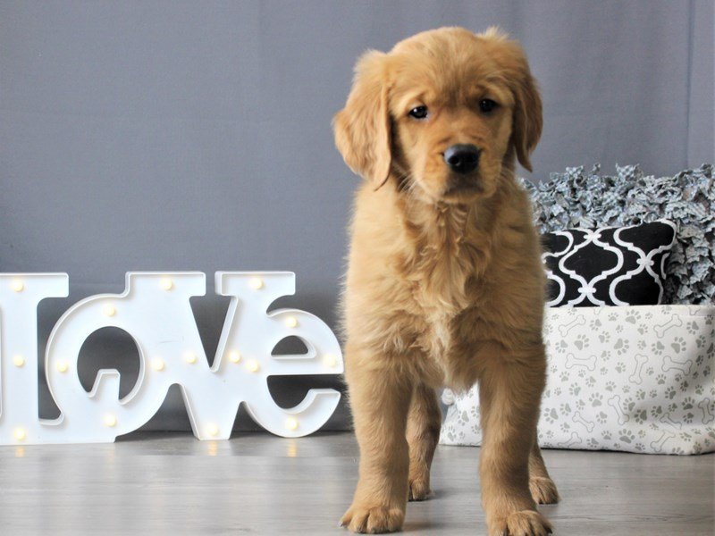 Golden Retriever