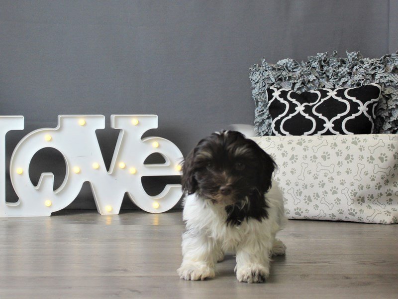 Havanese