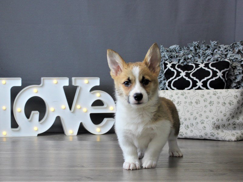 Pembroke Welsh Corgi