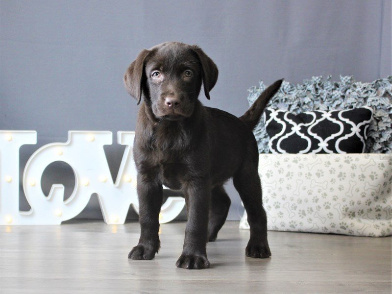 Labrador Retriever