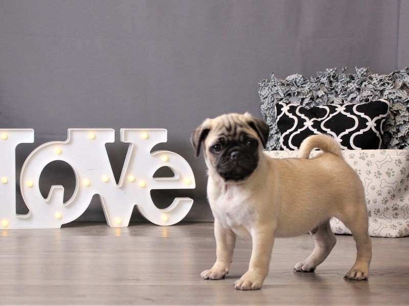 Pug