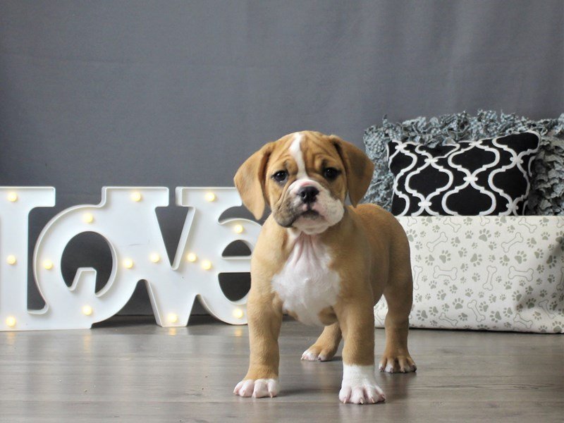 Bulldog/Bulldog-Beagle