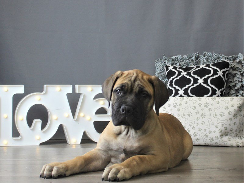 Bullmastiff