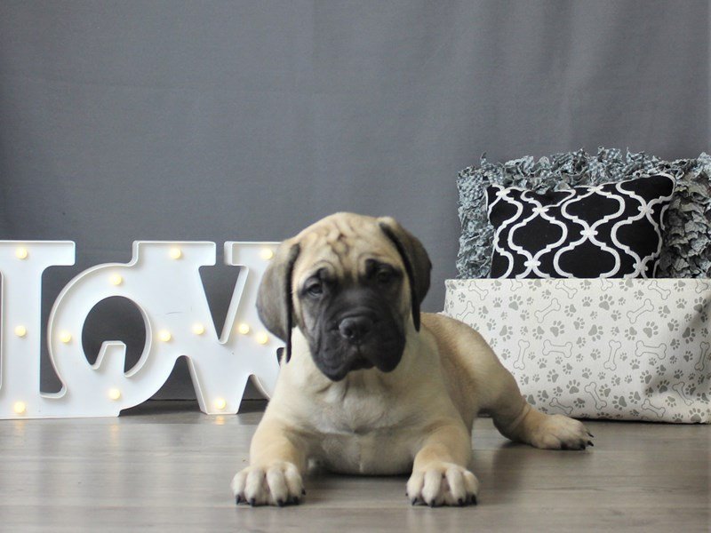 Bullmastiff