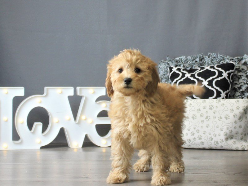 Goldendoodle Mini 2nd Gen