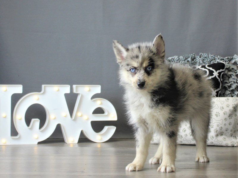 Pomsky