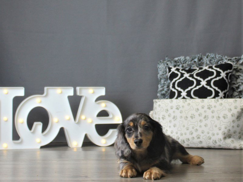 Dachshund