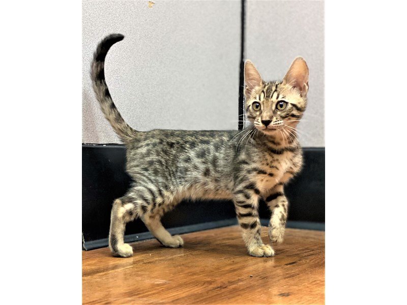 Bengal