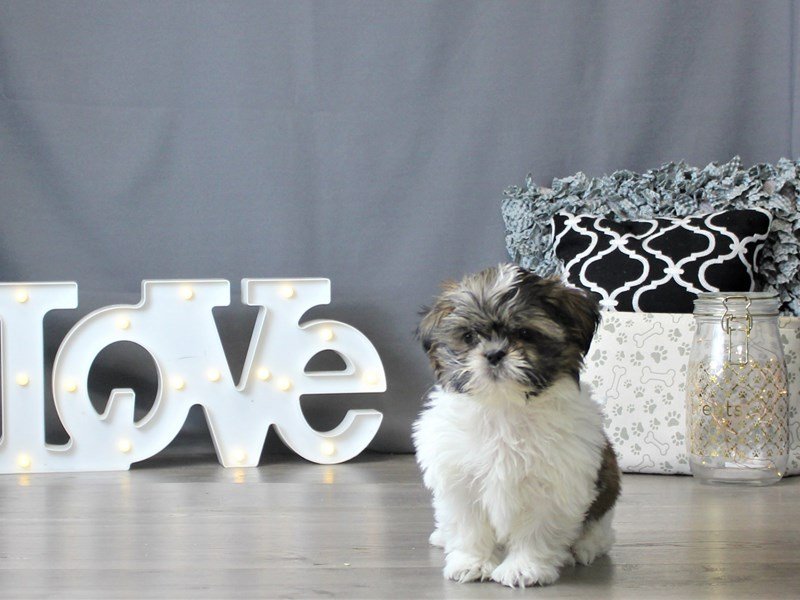 Maltese/Shih Tzu