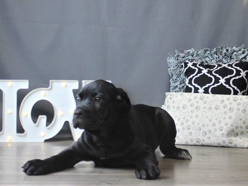 Cane Corso