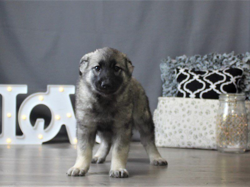 Norwegian Elkhound