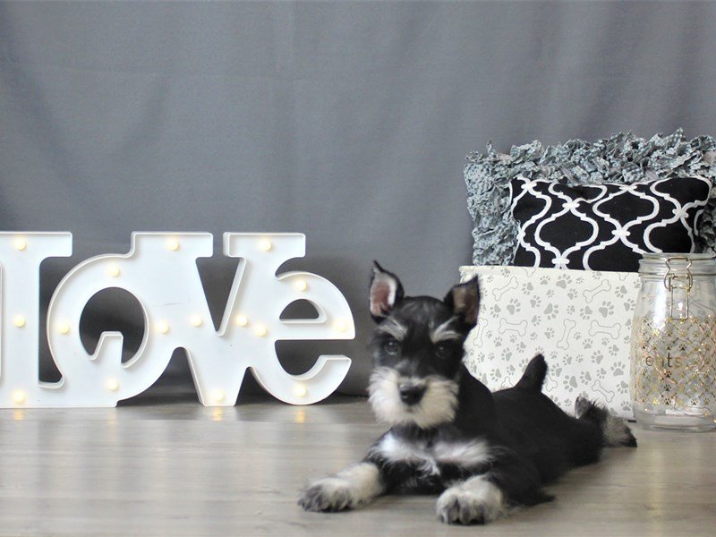 Miniature Schnauzer