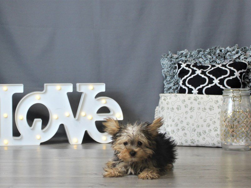 Yorkshire Terrier