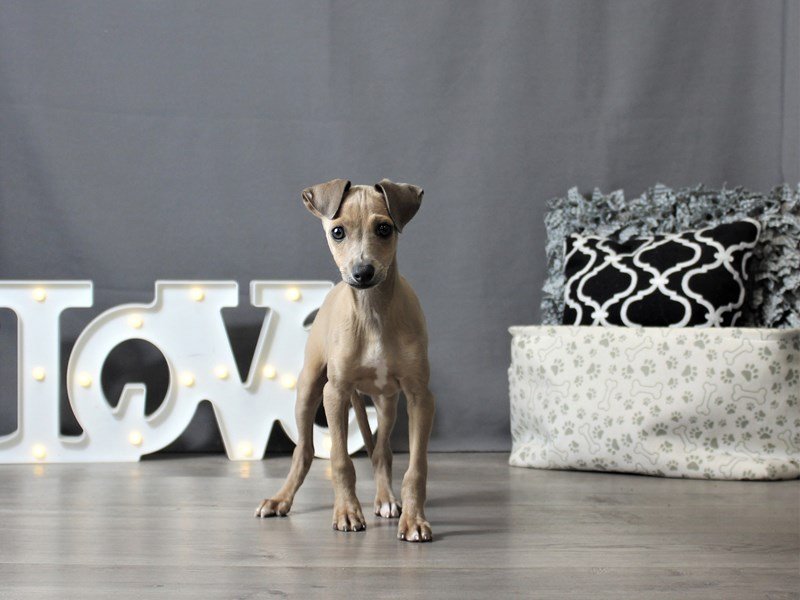Italian GreyhoundDOGMaleBlue Fawn2854157Petland Carriage Place