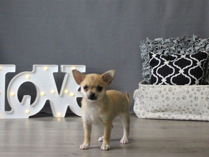 Chihuahua